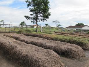 Compostagem de resíduos orgânicos para uso na agricultura - Foto RESENDE, Alexander Silva de